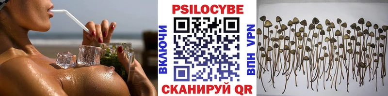 как найти наркотики  Вельск  Галлюциногенные грибы Psilocybe 